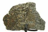 Fossil Sauropod Limb Bone Section with Metal Stand - Colorado #354317-2